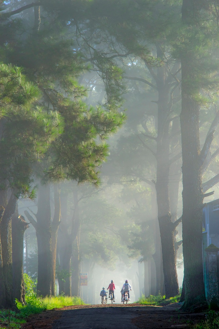 street, nature, trees, exploration, travel, outdoors, forest, mountain, chill, learn, children, treeline
